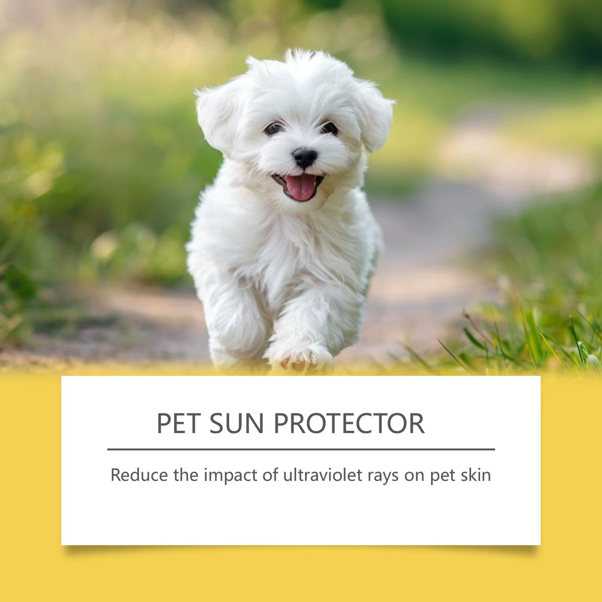 Zinc Free Aloe Olive Oil UV Blocking Pet Sun Protector Spray for Dog Cat Nose Skin Outdoor Moisturizing Care